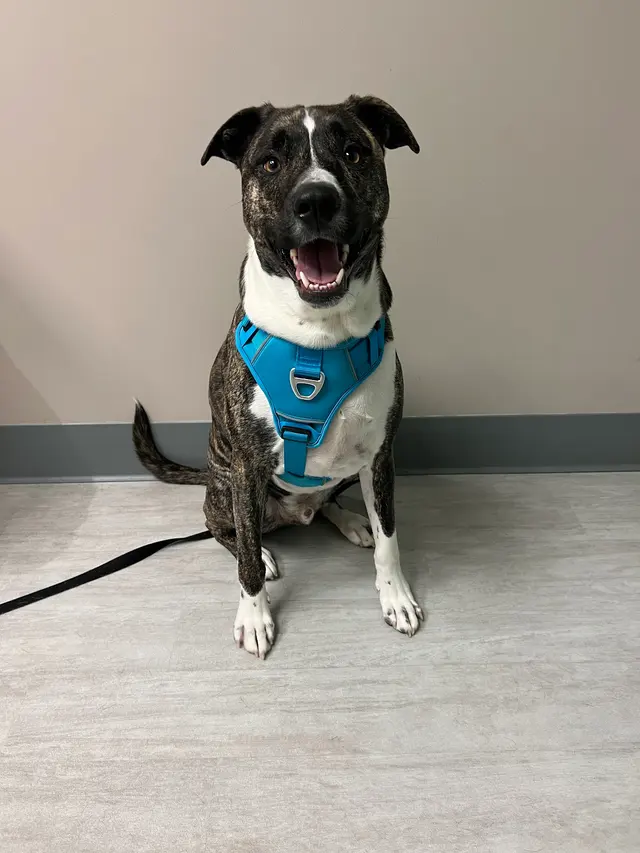 Bartels Busack Pet Hospital & Spa — customer photo 6