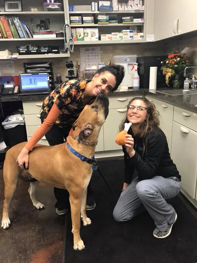 Greystone Veterinary Hospital + Urgent Care — photo from the business 6