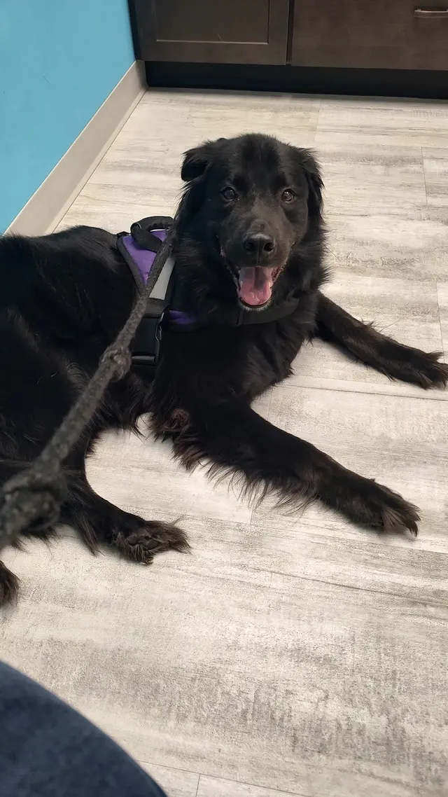 Greystone Veterinary Hospital + Urgent Care — customer photo 4