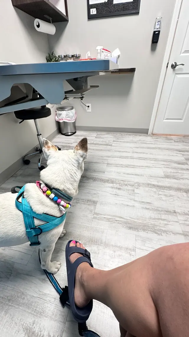 Customer photo of work by Greystone Veterinary Hospital + Urgent Care, from Kryssana MacPherson's review