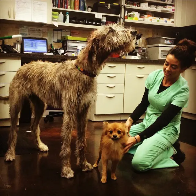 Greystone Veterinary Hospital + Urgent Care — photo from the business 10