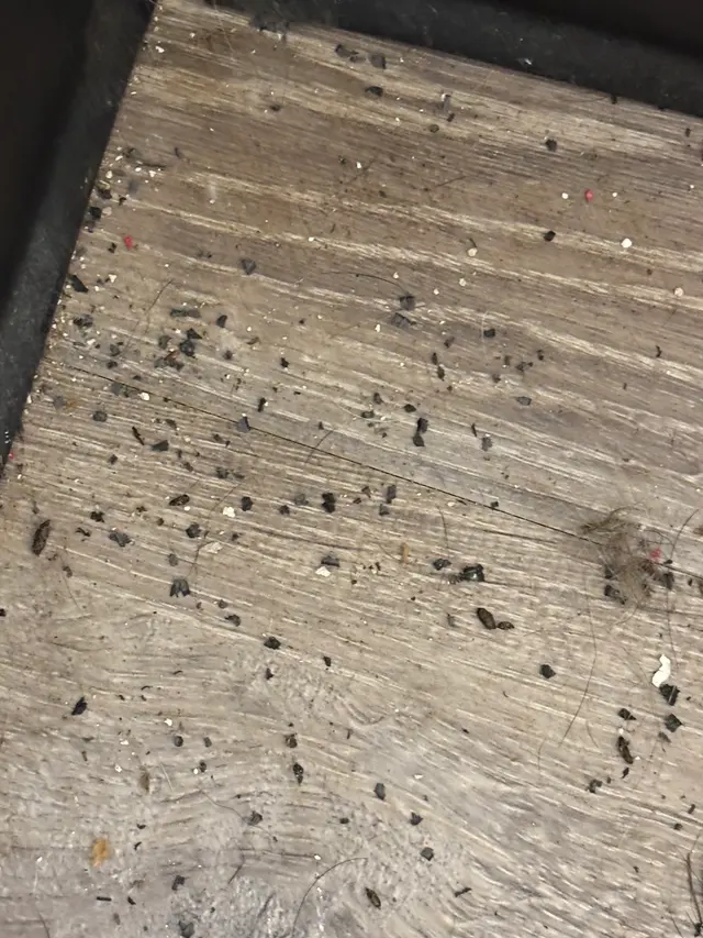 Rogers Pest Control, LLC — customer photo 5