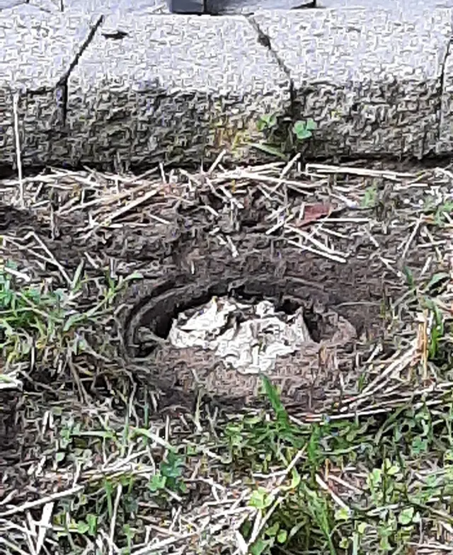Rogers Pest Control, LLC — customer photo 4
