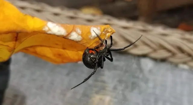 Brody Brothers Pest Control in Owings Mills — photo from the business 8