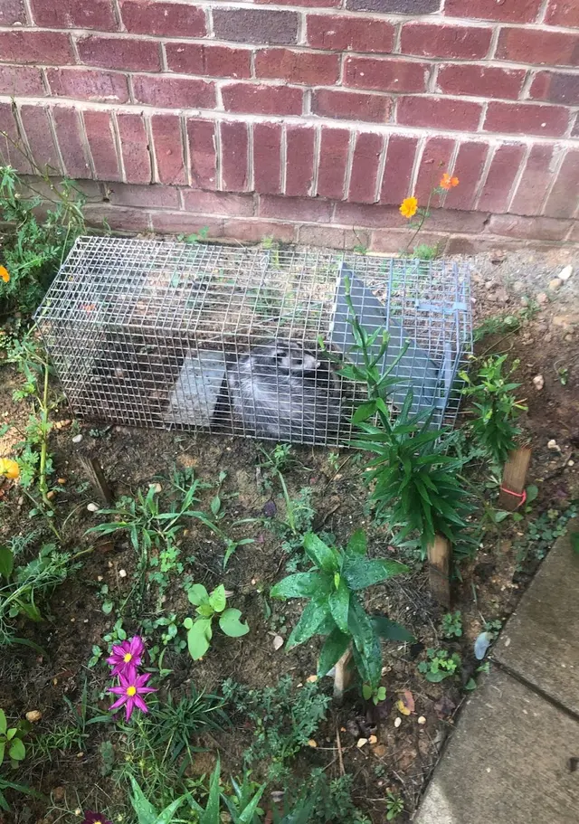 Raven Termite and Pest Control — customer photo 5