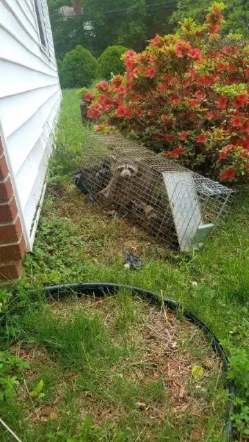 Raven Termite and Pest Control — customer photo 7