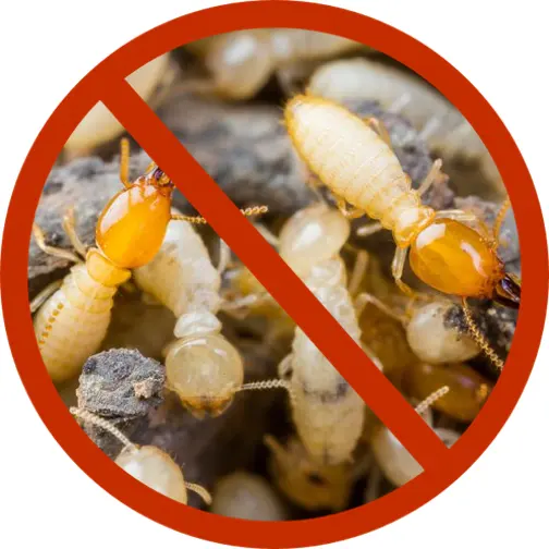 Raven Termite and Pest Control — photo from the business 12