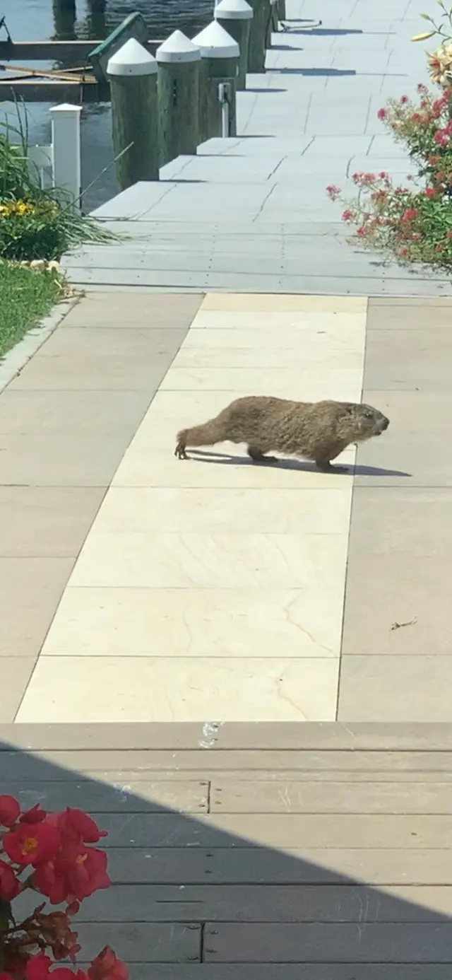 Raven Termite and Pest Control — customer photo 9