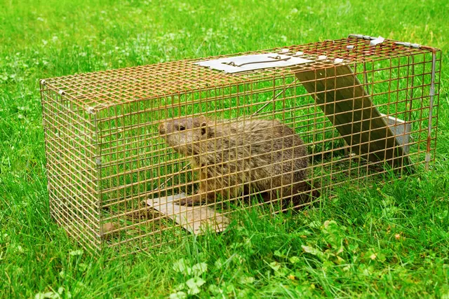 Raven Termite and Pest Control — photo from the business 3