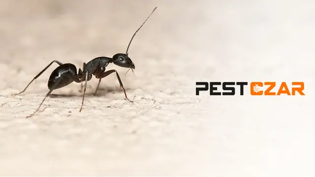 Pest Czar — photo from the business 1