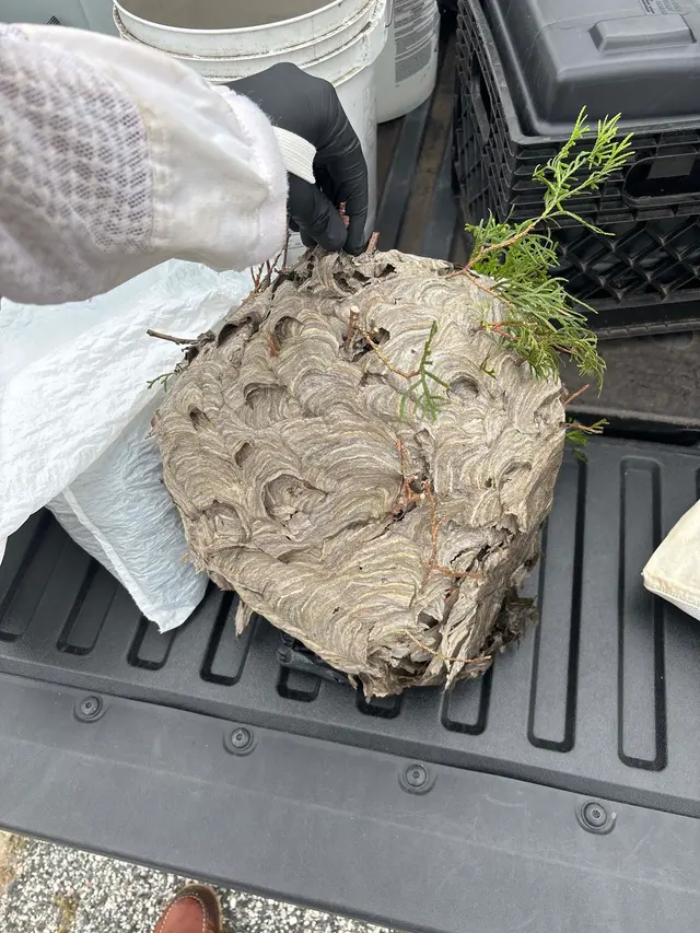 Pest Czar — customer photo 8