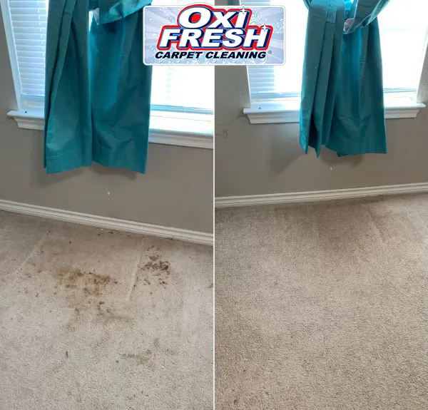 Oxi Fresh Carpet Cleaning — photo from the business 12