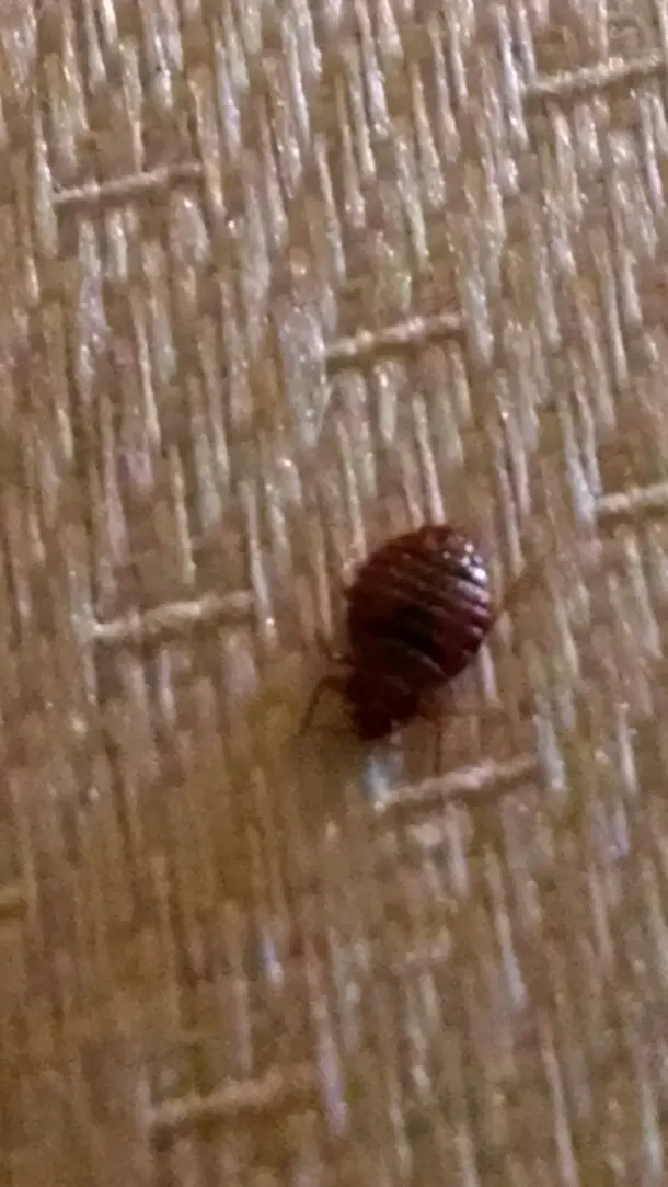 Buckingham Pest Control — photo from the business 10
