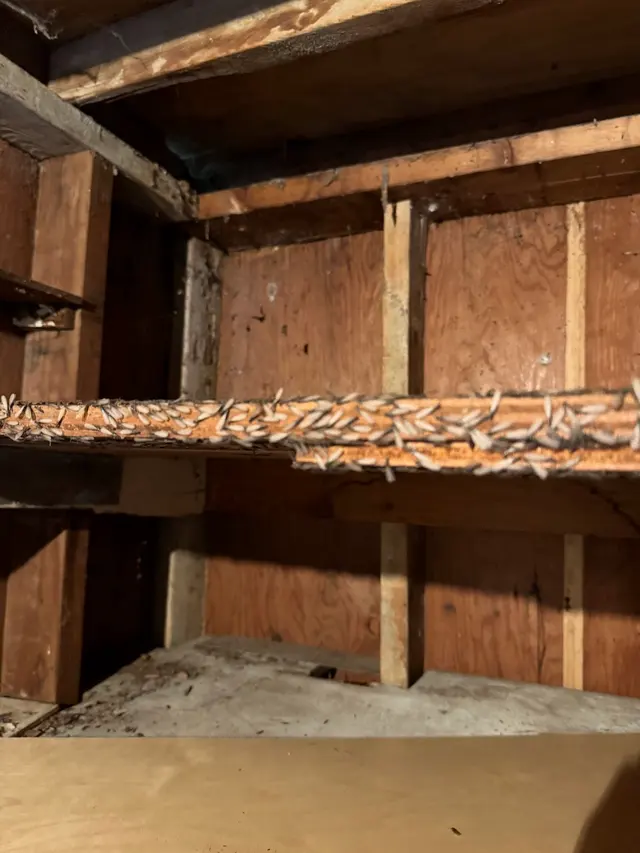 Customer photo from Scott's review