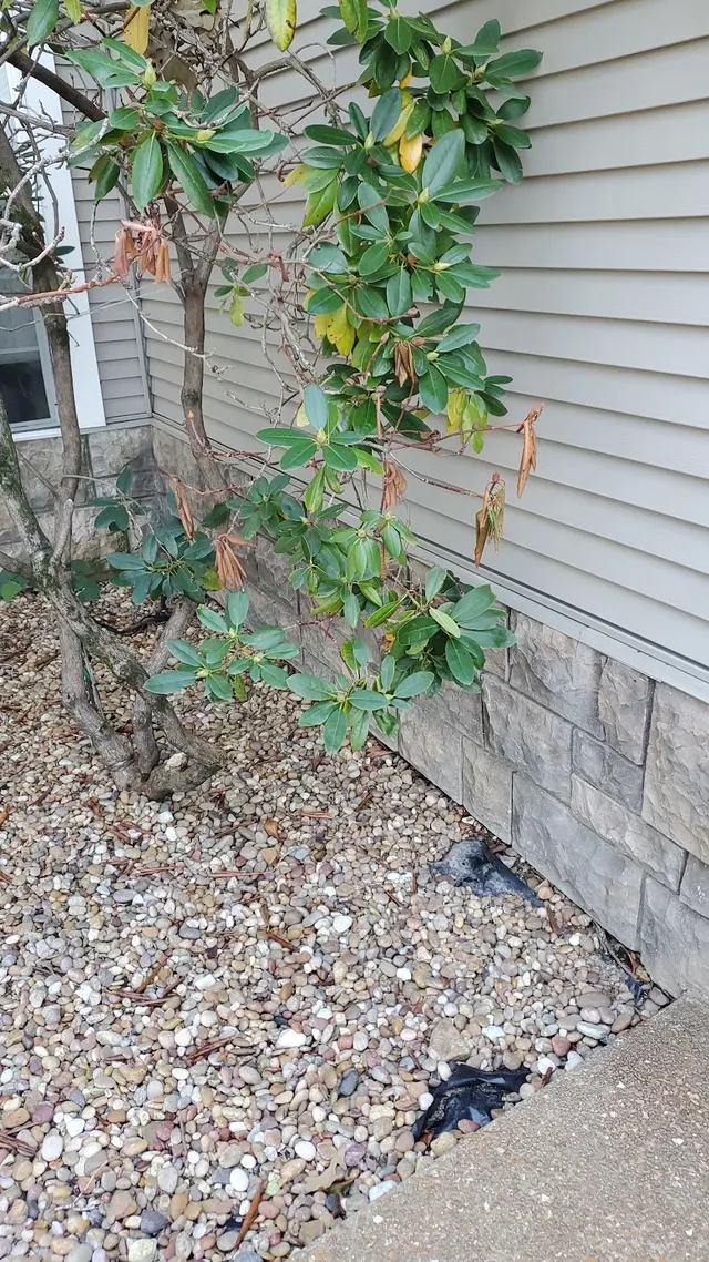 Cogent Pest Elimination — photo from the business 11