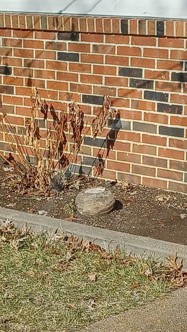Cogent Pest Elimination — photo from the business 8