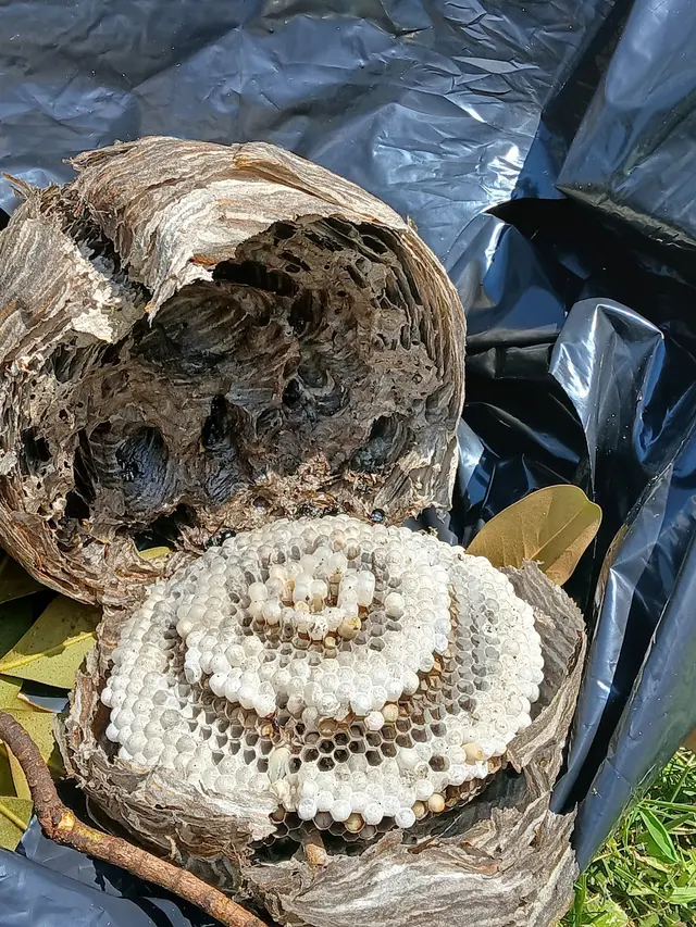 Bug Out — customer photo 5