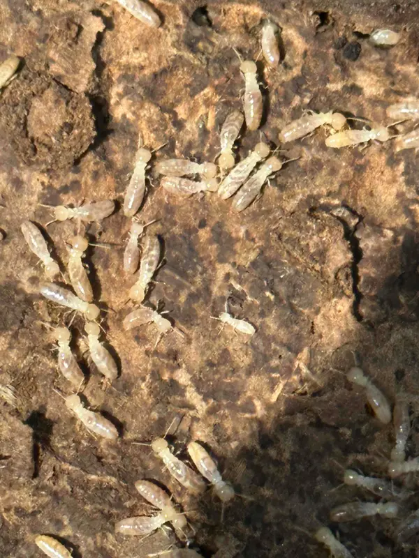 Unitech Pest And Termite — photo from the business 4