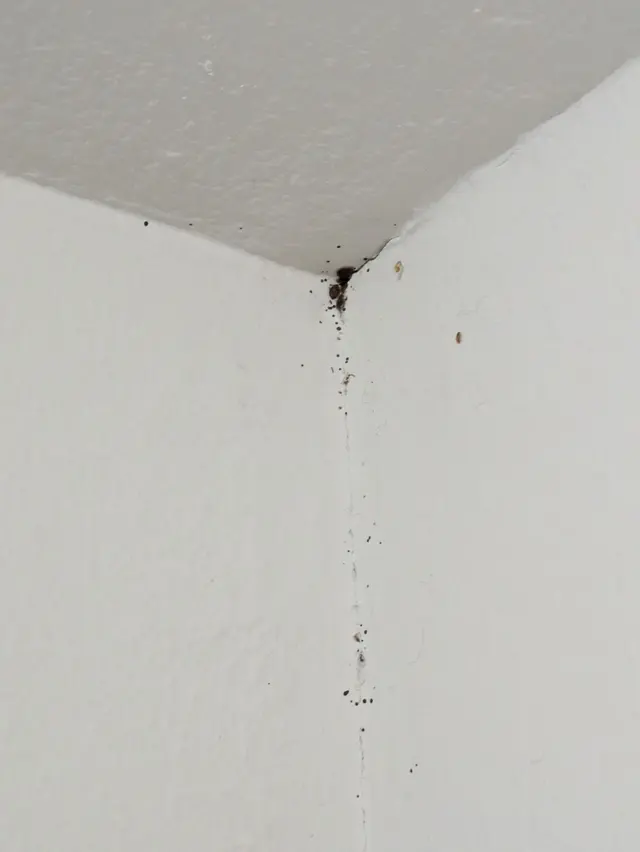 Unitech Pest And Termite — photo from the business 5