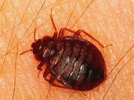 Unitech Pest And Termite — photo from the business 2