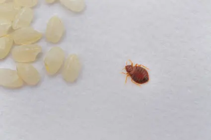 A1 St Louis Bed Bug Exterminator — photo from the business 4