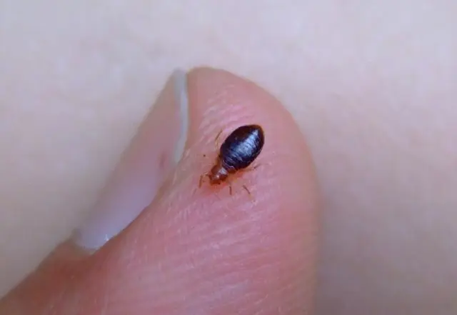 A1 St Louis Bed Bug Exterminator — photo from the business 12