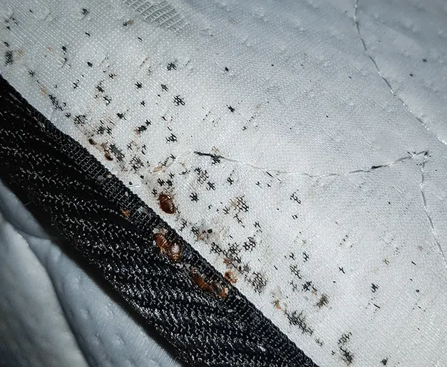 A1 St Louis Bed Bug Exterminator — photo from the business 5