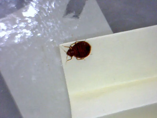 A1 St Louis Bed Bug Exterminator — photo from the business 10