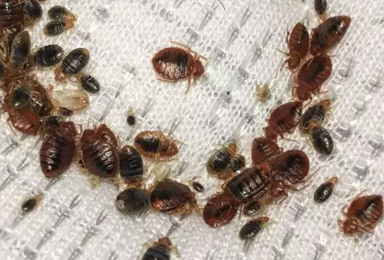 A1 St Louis Bed Bug Exterminator — photo from the business 7