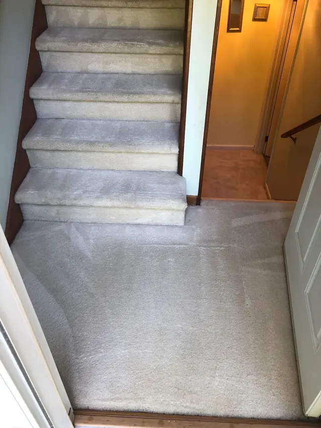 TopNotch Carpet & Upholstery Cleaning — photo from the business 11