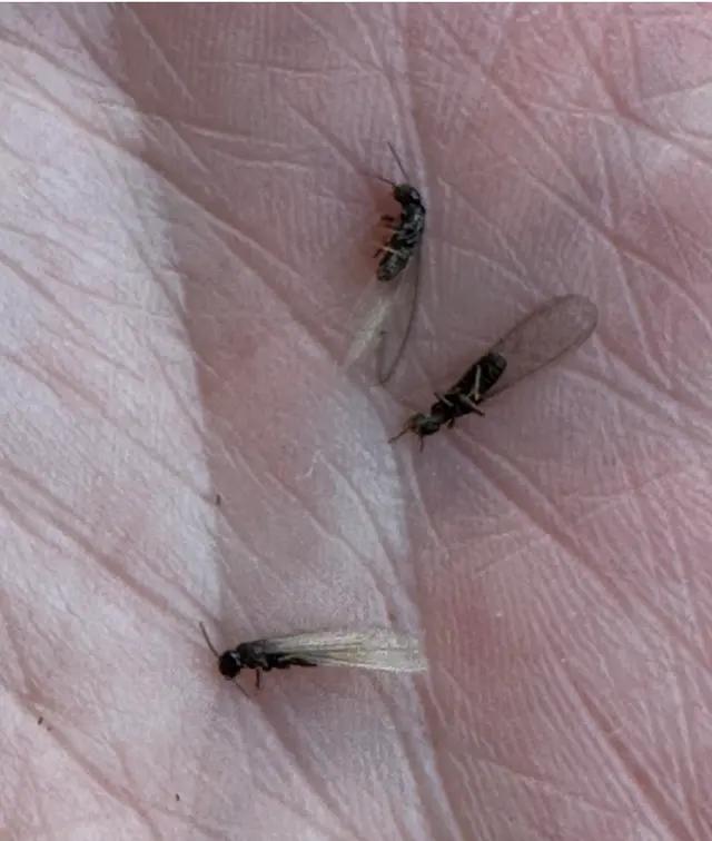 Unique Pest Control — photo from the business 7