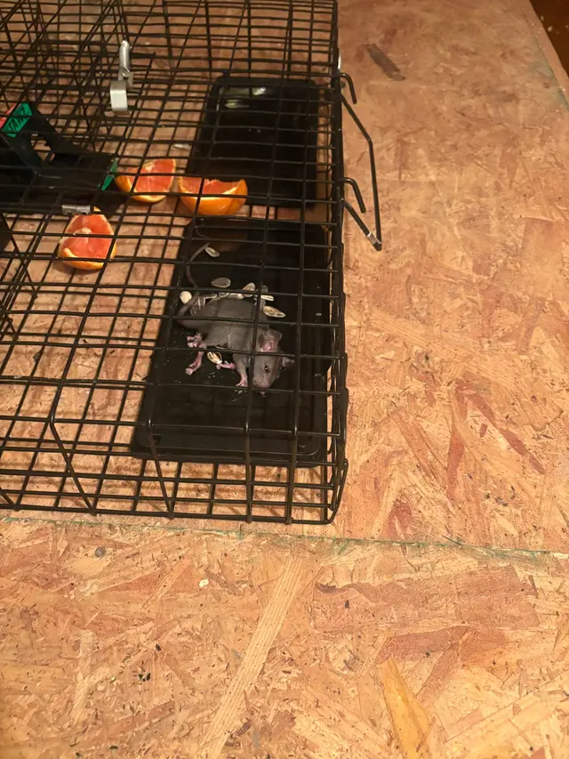 Unique Pest Control — customer photo 6