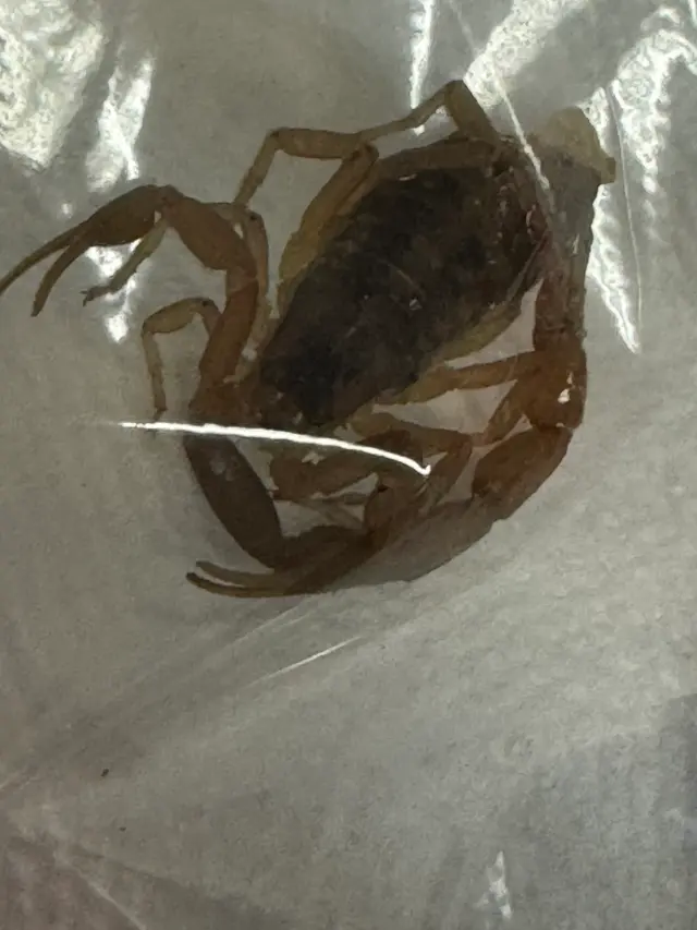 Unique Pest Control — customer photo 7