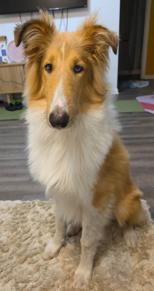 Modern Pet Boarding & Grooming — customer photo 6