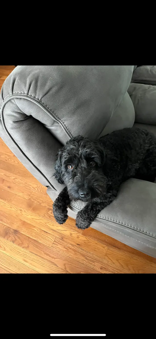 Modern Pet Boarding & Grooming — customer photo 8