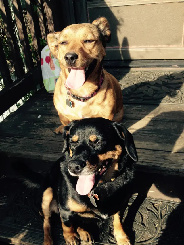 Modern Pet Boarding & Grooming — customer photo 2