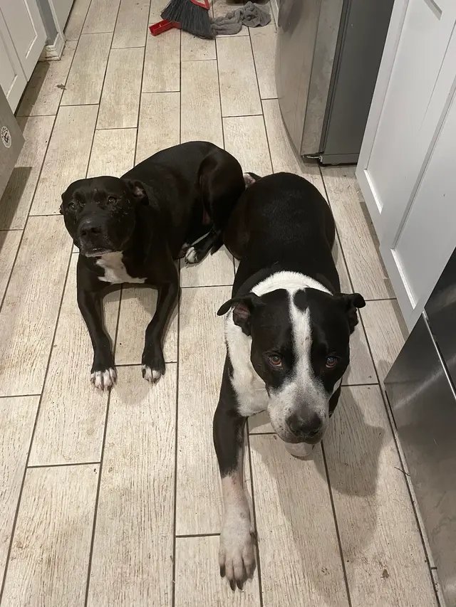 Modern Pet Boarding & Grooming — customer photo 1
