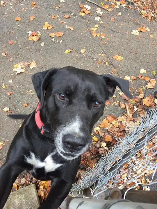 Town & Country Farm & Pet Sitter — photo from the business 10
