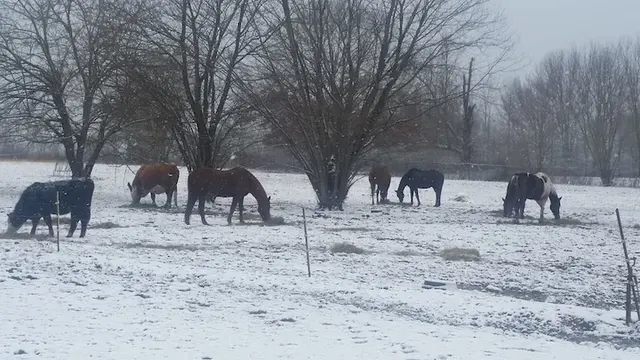 Town & Country Farm & Pet Sitter — photo from the business 6