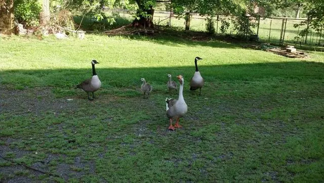Town & Country Farm & Pet Sitter — photo from the business 12