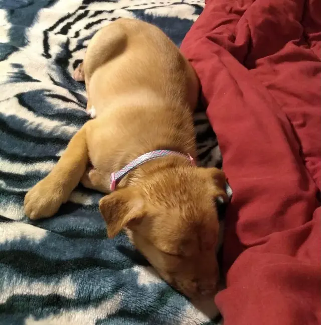 Town & Country Farm & Pet Sitter — photo from the business 1
