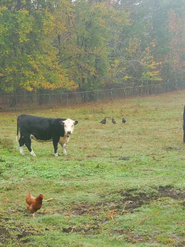 Town & Country Farm & Pet Sitter — photo from the business 2