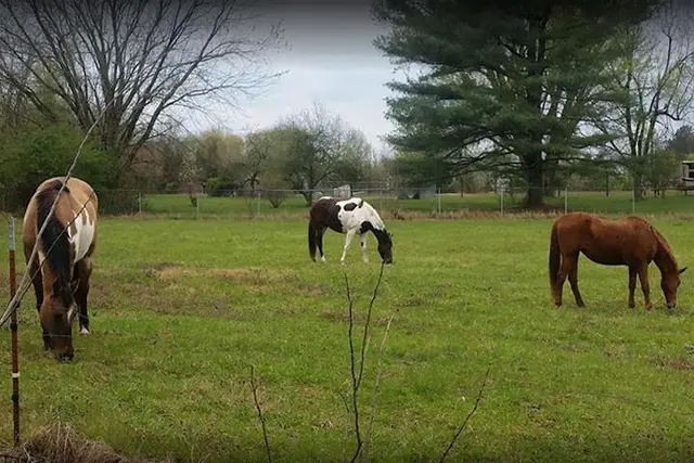 Town & Country Farm & Pet Sitter — photo from the business 5