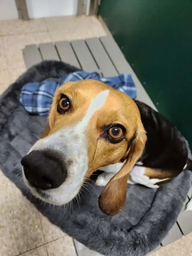 Hilltop Pet Resort — customer photo 4