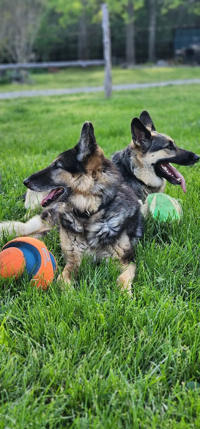 Hilltop Pet Resort — customer photo 8