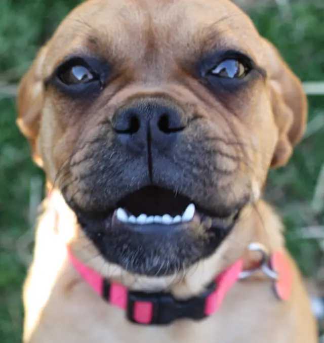 Hilltop Pet Resort — photo from the business 7
