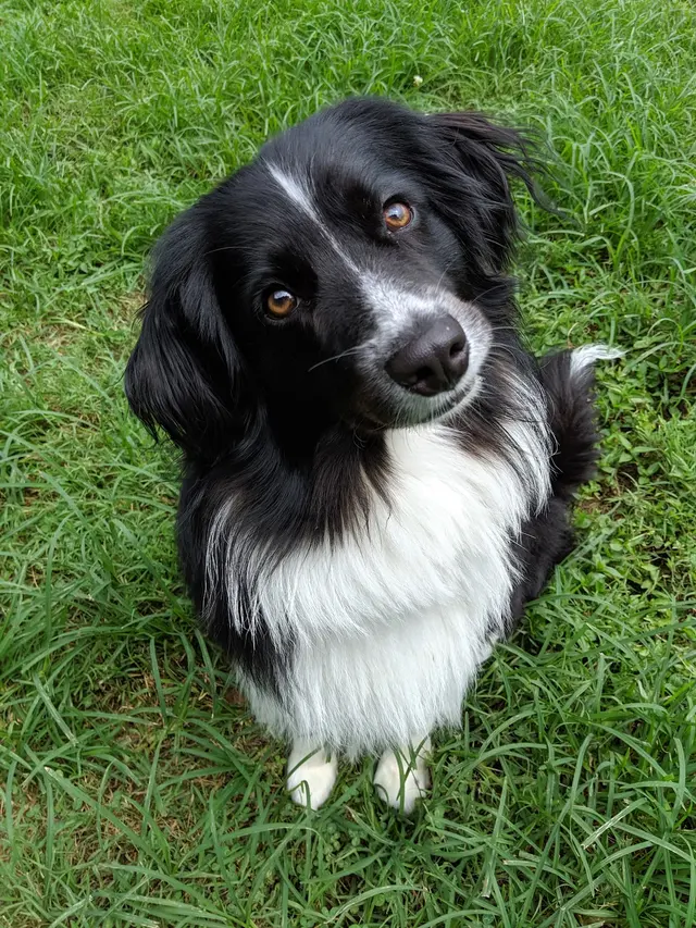Hilltop Pet Resort — photo from the business 1