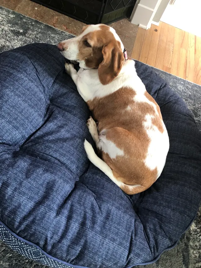 Hilltop Pet Resort — customer photo 2