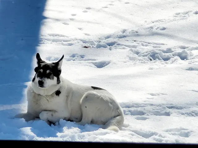 Hilltop Pet Resort — customer photo 9