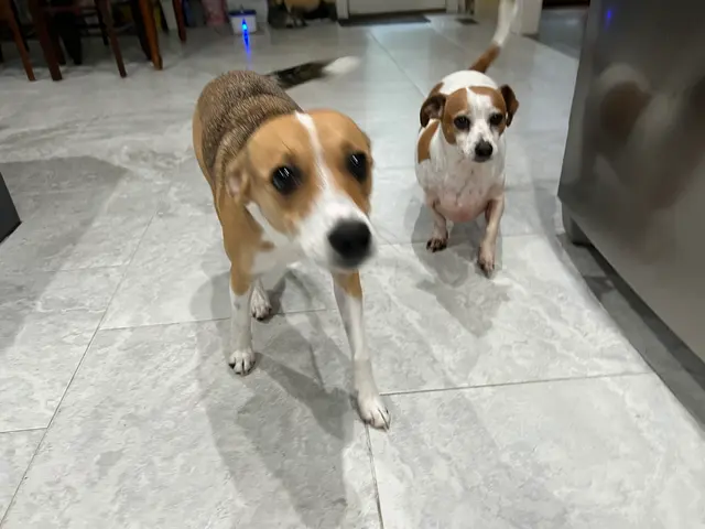 Hilltop Pet Resort — customer photo 6